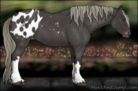 Horse Color:Liver Red Roan Mushroom Appaloosa 