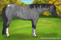Horse Color:Blue Roan Tobiano 