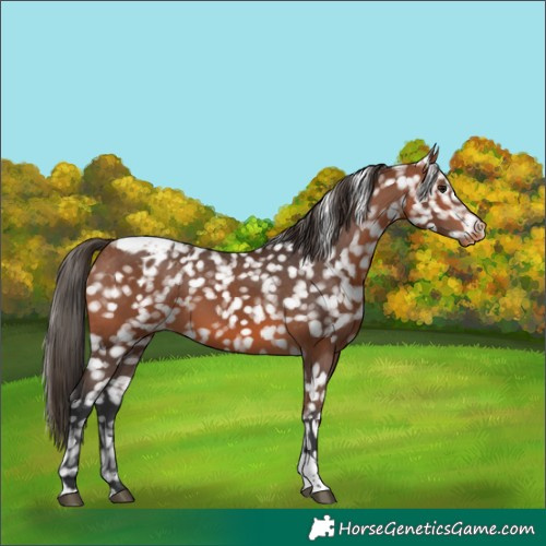 Horse Color:Bay Tobiano Blanket 