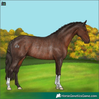 Horse Color:Liver Chestnut Rabicano 