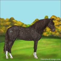 Horse Color:Liver Chestnut Appaloosa 