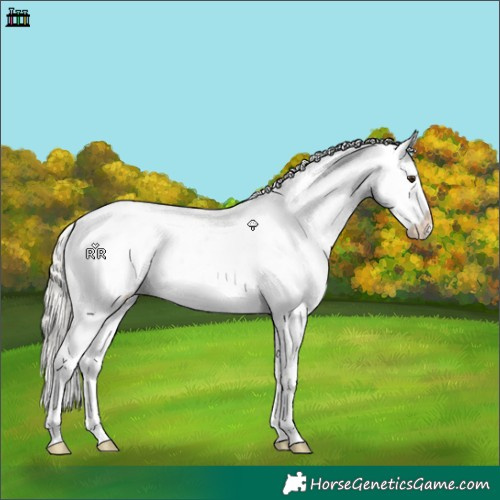 Horse Color:Liver Chestnut Mushroom Appaloosa 