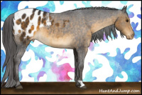 Horse Color:Buckskin Appaloosa