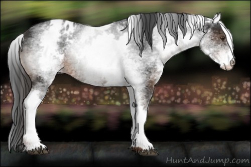 Horse Color:White Spotted Liver Chestnut Appaloosa 