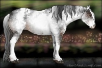 Horse Color:White Spotted Liver Chestnut Appaloosa 