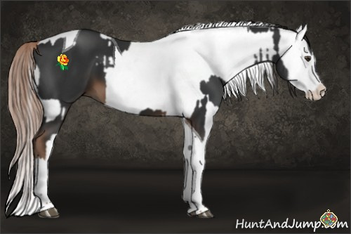 Horse Color:Liver Chestnut Splash Tobiano  and White Spotted Red Dun Splash 