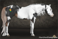 Horse Color:Liver Chestnut Splash Tobiano and White Spotted Red Dun Splash