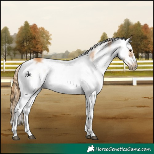 Horse Color:Chestnut Sabino Frame