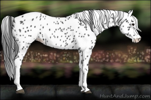 Horse Color:Black Appaloosa