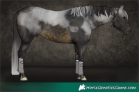 Horse Color:Buckskin Tobiano 
