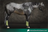 Horse Color:Buckskin Tobiano