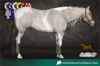 Horse Color:Buckskin Roan Dun Tobiano 