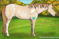 Horse Color:White Spotted Buckskin Pearl Splash Rabicano