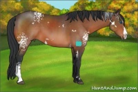 Horse Color:White Spotted Brown Splash Rabicano 