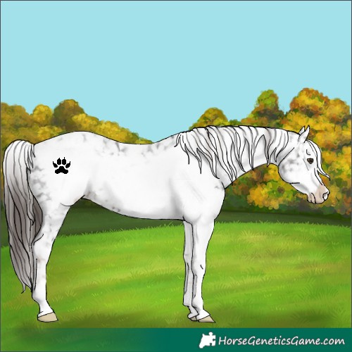 Horse Color:White Spotted Liver Chestnut Frame Snowflake Varnish 