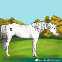 Horse Color:White Spotted Liver Chestnut Frame Snowflake Varnish 
