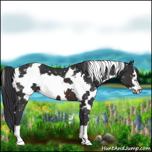 Horse Color:White Spotted Brown Frame Snowflake Varnish 