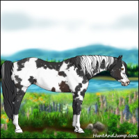 Horse Color:White Spotted Brown Frame Appaloosa 