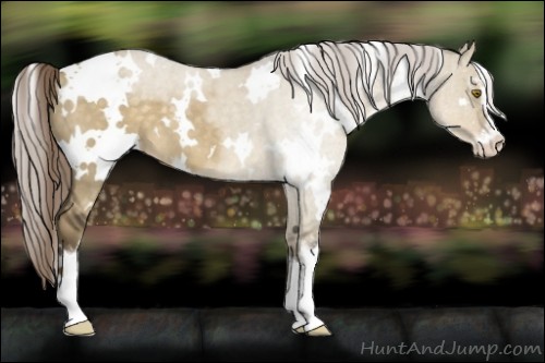Horse Color:White Spotted Chocolate Palomino Dun Sabino Appaloosa 