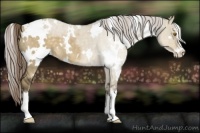 Horse Color:White Spotted Chocolate Palomino Dun Sabino Appaloosa