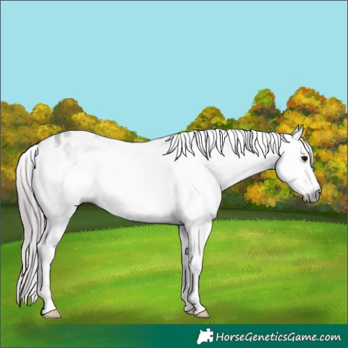 Horse Color:Gray White Spotted Black Varnish 