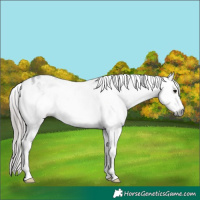 Horse Color:Gray White Spotted Black Appaloosa 