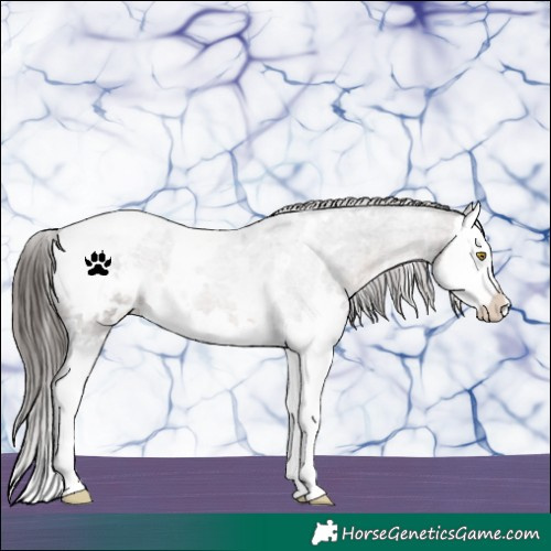 Horse Color:White Spotted Brown Roan Splash Appaloosa 