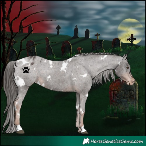 Horse Color:White Spotted Liver Chestnut Blanket