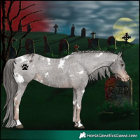 Horse Color:White Spotted Liver Chestnut Appaloosa 
