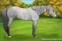 Horse Color:Brown Appaloosa