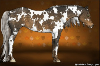 Horse Color:White Spotted Chocolate Palomino 
