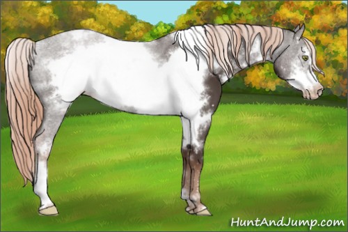 Horse Color:White Spotted Liver Chestnut Frame Snowcap