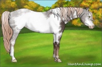 Horse Color:White Spotted Liver Chestnut Frame Snowcap 
