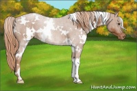 Horse Color:White Spotted Chestnut Appaloosa 