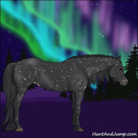 Horse Color:Black Appaloosa