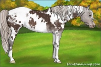 Horse Color:White Spotted Silver Brown Appaloosa