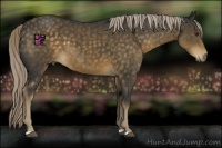 Horse Color:Chocolate Palomino 