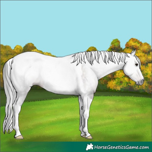 Horse Color:Gray Brown Tobiano Rabicano