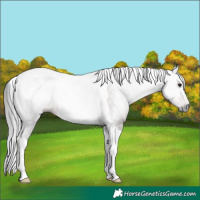 Horse Color:Gray Brown Tobiano Rabicano 