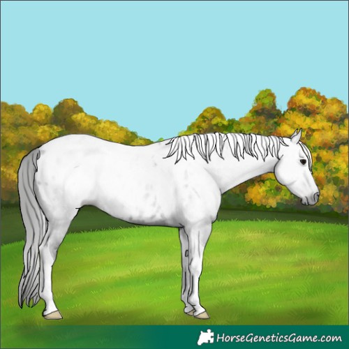 Horse Color:Gray Black Tobiano Blanket Rabicano 