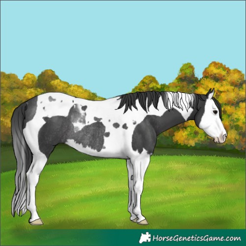 Horse Color:Black Splash Tobiano Rabicano