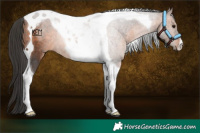 Horse Color:Brown Tobiano Rabicano 