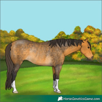 Horse Color:Buckskin Rabicano 