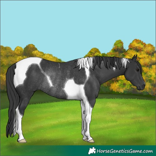 Horse Color:Black Tobiano Rabicano