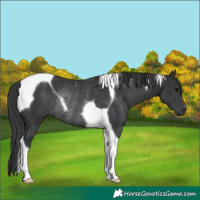 Horse Color:Black Tobiano Rabicano