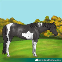 Horse Color:Smoky Black Tobiano Rabicano
