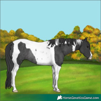 Horse Color:Black Tobiano Rabicano 