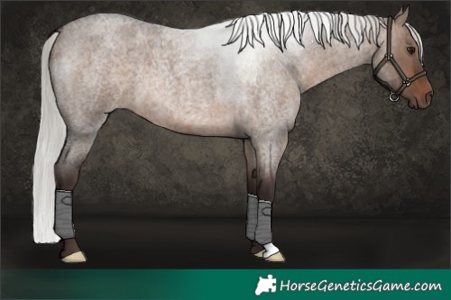 Horse Color:Silver Brown Roan Dun 