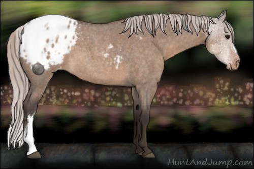 Horse Color:Silver Brown Roan Dun Appaloosa 