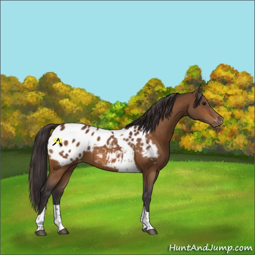 Horse Color:Buckskin Tobiano Appaloosa 